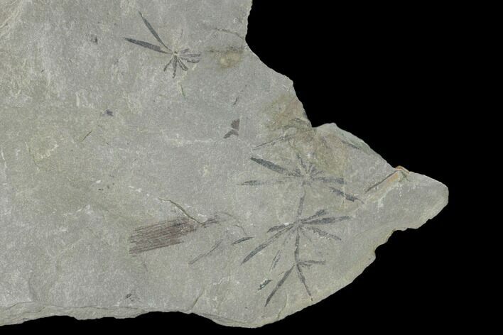 Pennsylvanian Fossil Horsetail (Annularia) Plate - Kentucky #158832